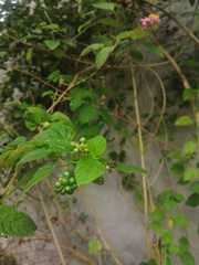 Lantana camara