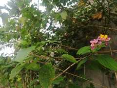 Lantana camara