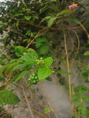 Lantana camara
