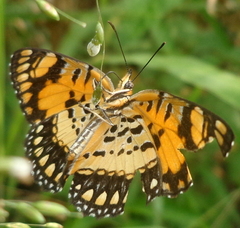 Byblia anvatara crameri