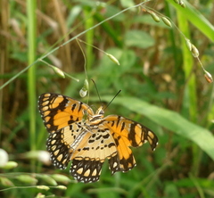 Byblia anvatara crameri