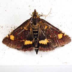 Pyrausta aurata
