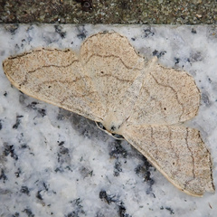 Idaea aversata
