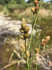 Carex cumulata