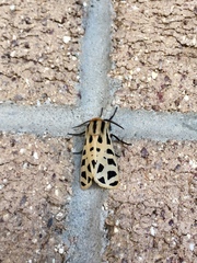 Apantesis arizoniensis