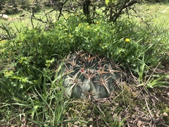 Ferocactus macrodiscus septentrionalis