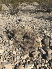 Grusonia