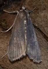 Parapoynx maculalis