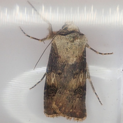 Agrotis puta