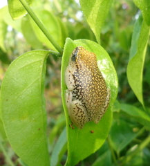 Hyperolius