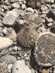 Echinomastus warnockii