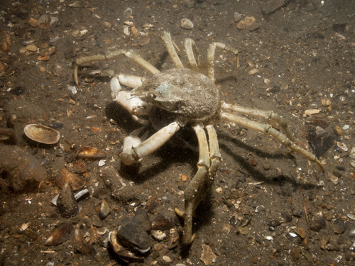 Hyas araneus