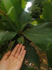 Terminalia catappa