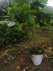 Terminalia catappa