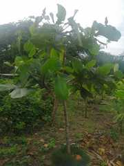 Terminalia catappa