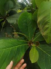 Terminalia catappa