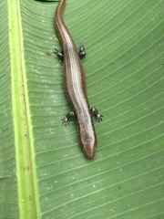 Diploglossidae