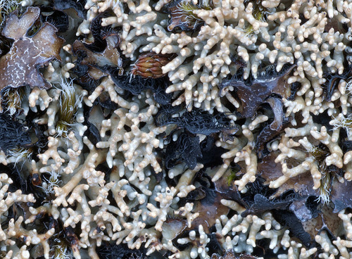 Fragile Coral Lichen