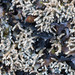 Fragile Coral Lichen - Photo (c) Richard Droker, some rights reserved (CC BY-NC-ND)