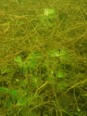 Ranunculus longirostris