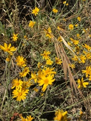 Eriophyllum lanatum achilleoides
