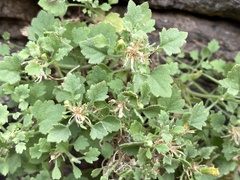 Perityle rupestris rupestris