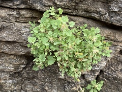 Perityle rupestris rupestris