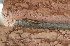 Limnephilus ornatus