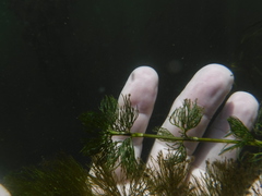Ranunculus longirostris