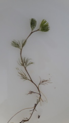 Ranunculus longirostris