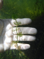 Ranunculus longirostris