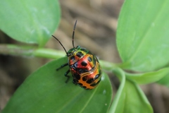Chrysocoris