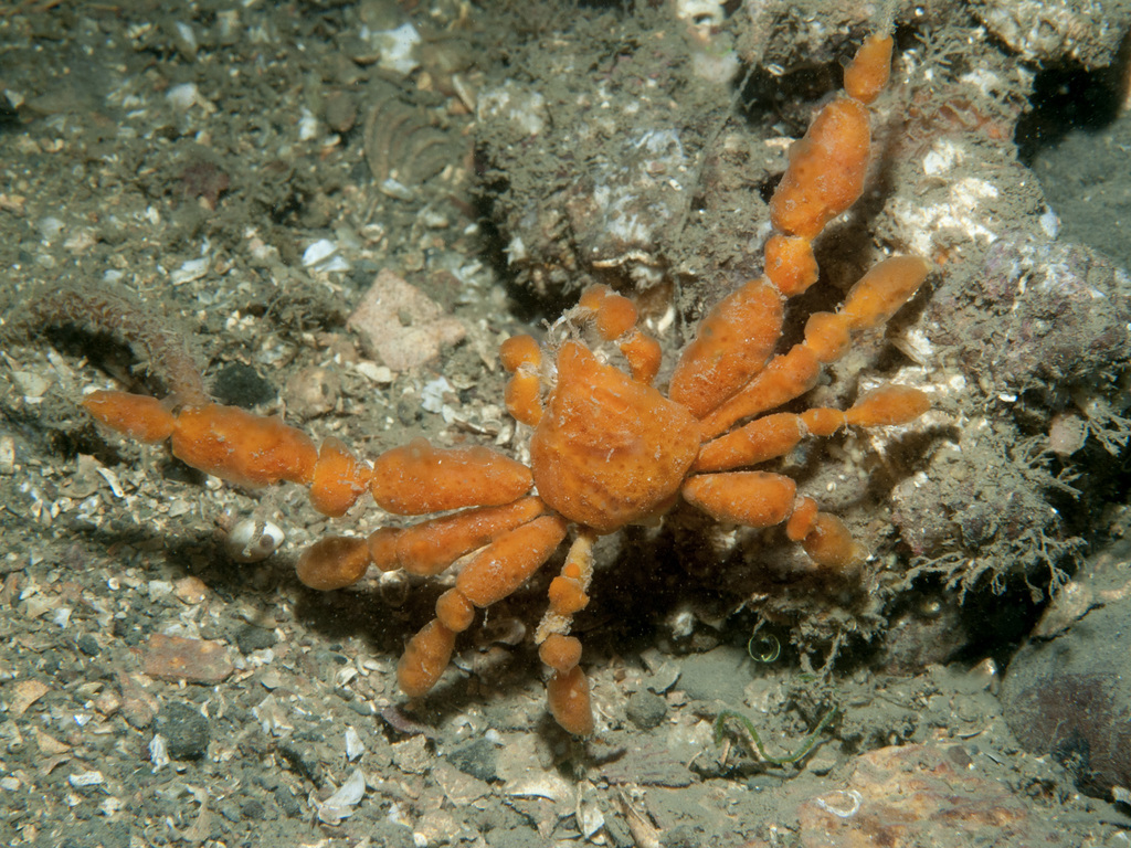 Scorpion Spider Crab