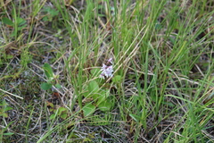 Galearis rotundifolia