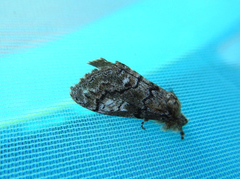 Dasychira obliquata