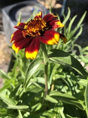 Sanvitalia procumbens