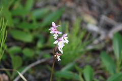 Galearis rotundifolia