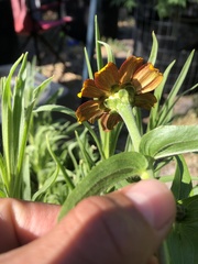 Sanvitalia procumbens