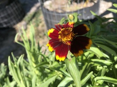 Sanvitalia procumbens