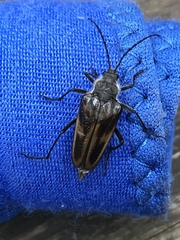 Rhagiini
