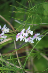 Galearis rotundifolia