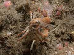 Hyas coarctatus