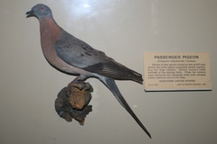 Ectopistes migratorius