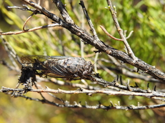 Clidophleps astigma