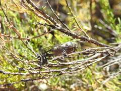 Clidophleps astigma
