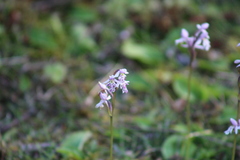 Galearis rotundifolia