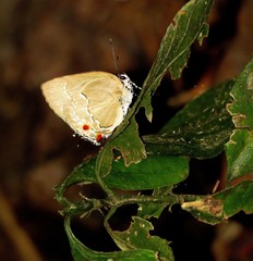 Strephonota perola