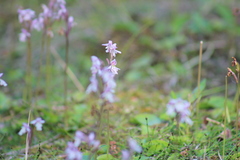Galearis rotundifolia