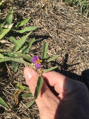Solanum esuriale