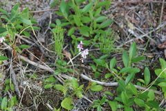 Galearis rotundifolia
